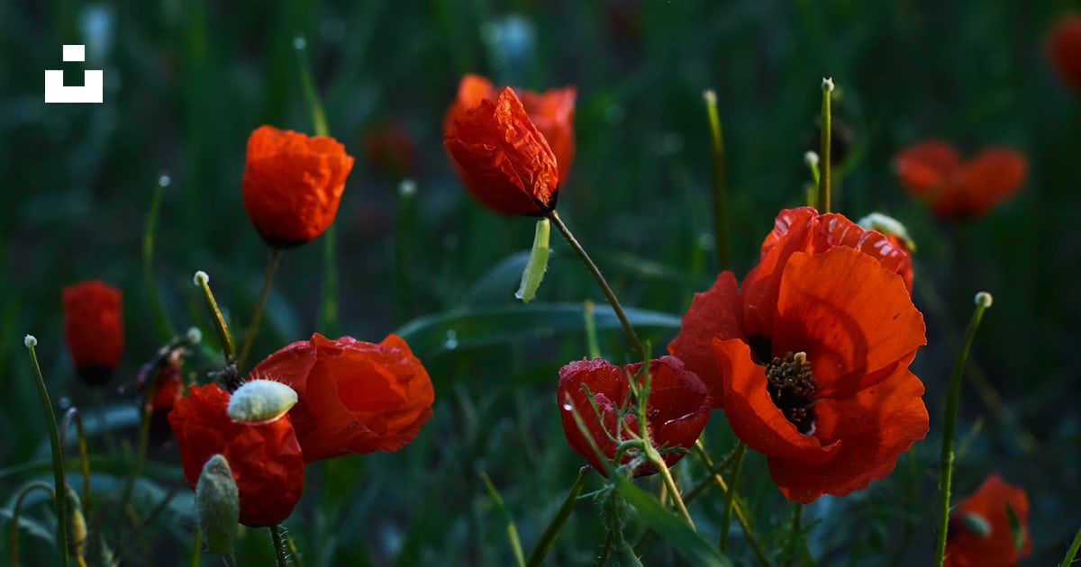 Un champ de fleurs rouges photo – Photo Plante Gratuite sur Unsplash