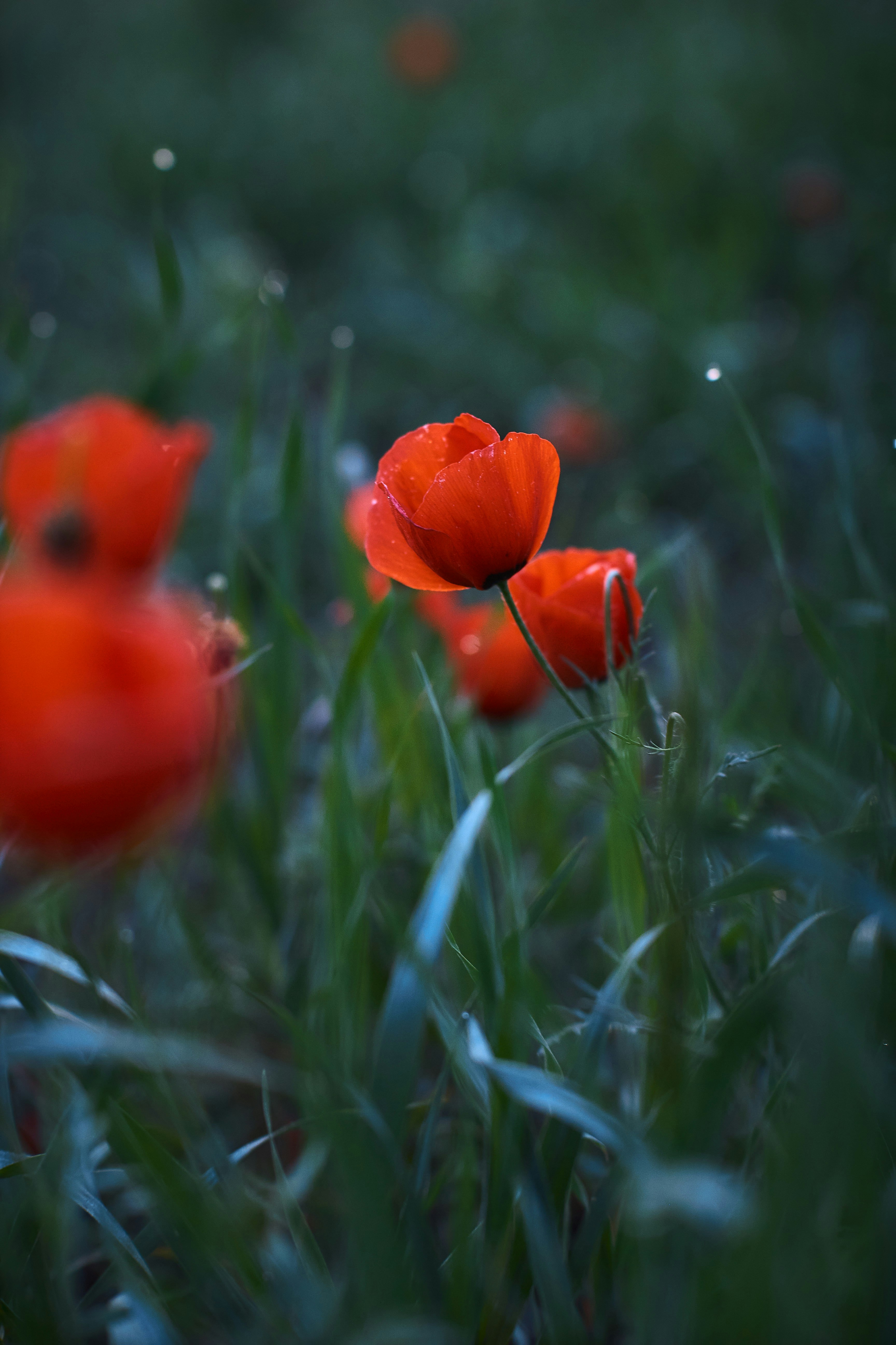 Photo by barsuklis