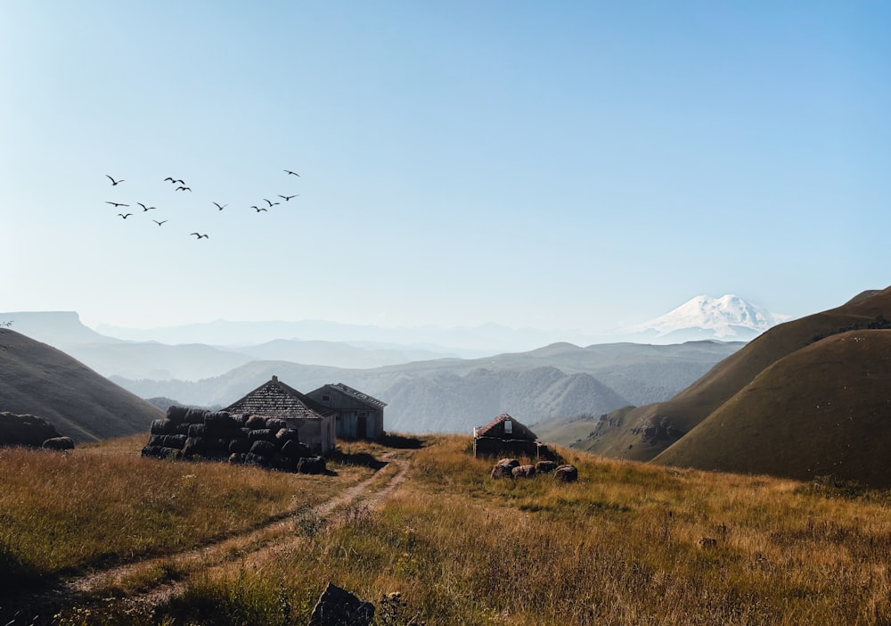 a house in a field with birds flying around