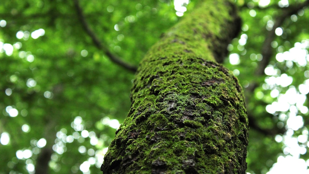 a close up of a tree