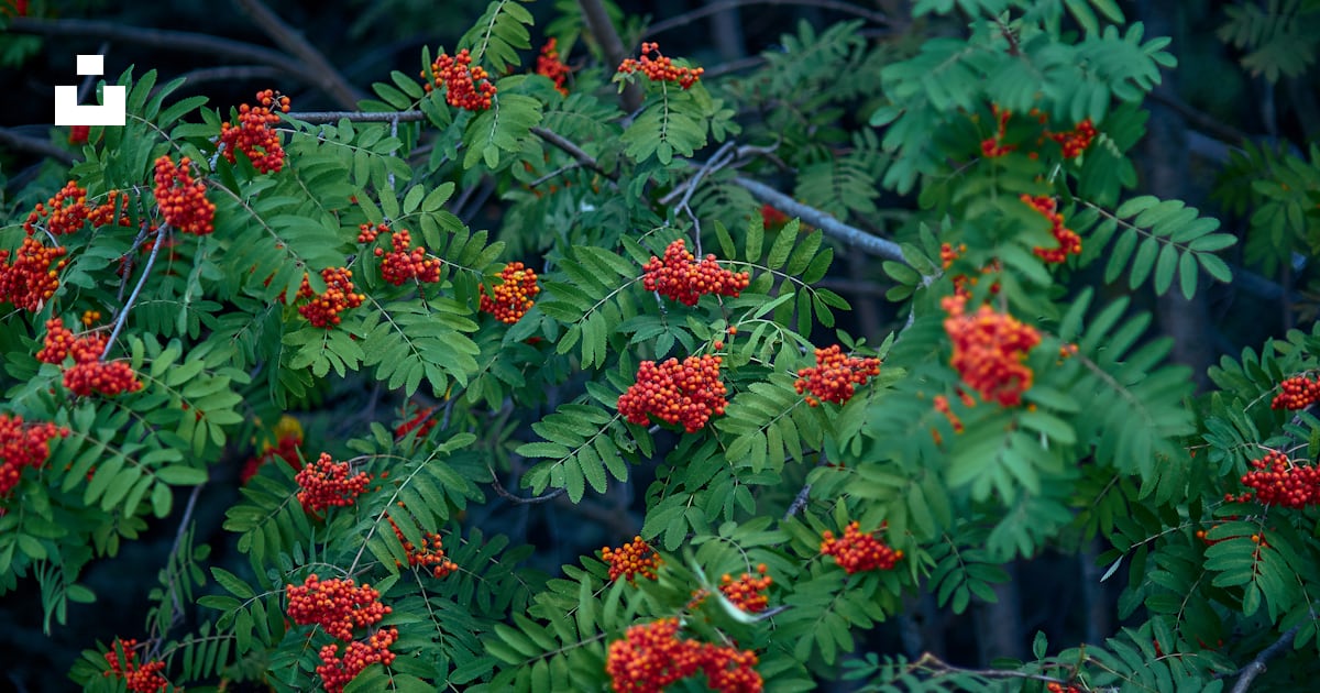 Un buisson aux fleurs rouges photo – Photo Végétation Gratuite sur Unsplash