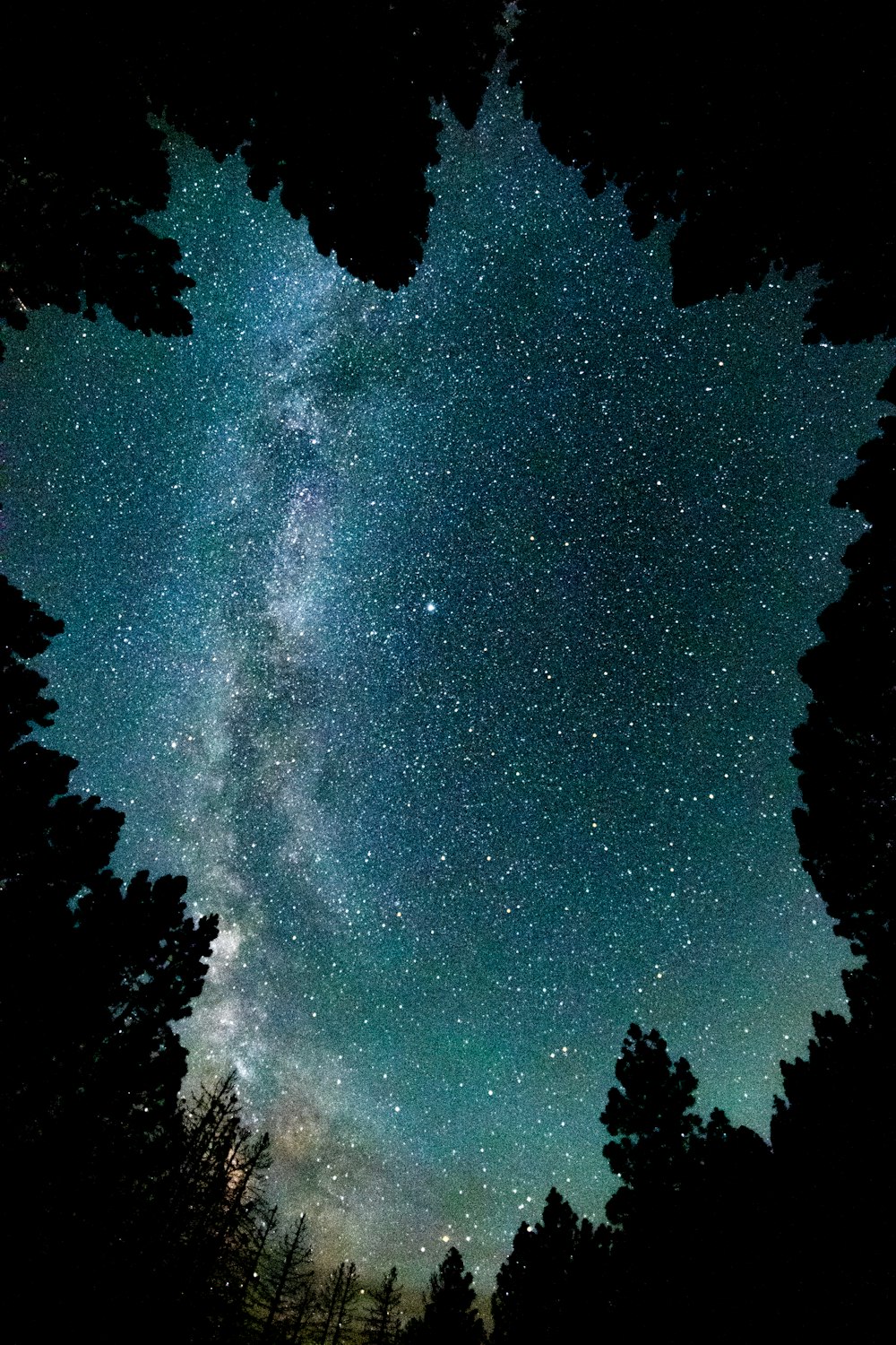 a starry night sky with trees