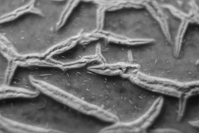 Close-up of a detailed stereoscopic photo showing depth and texture.