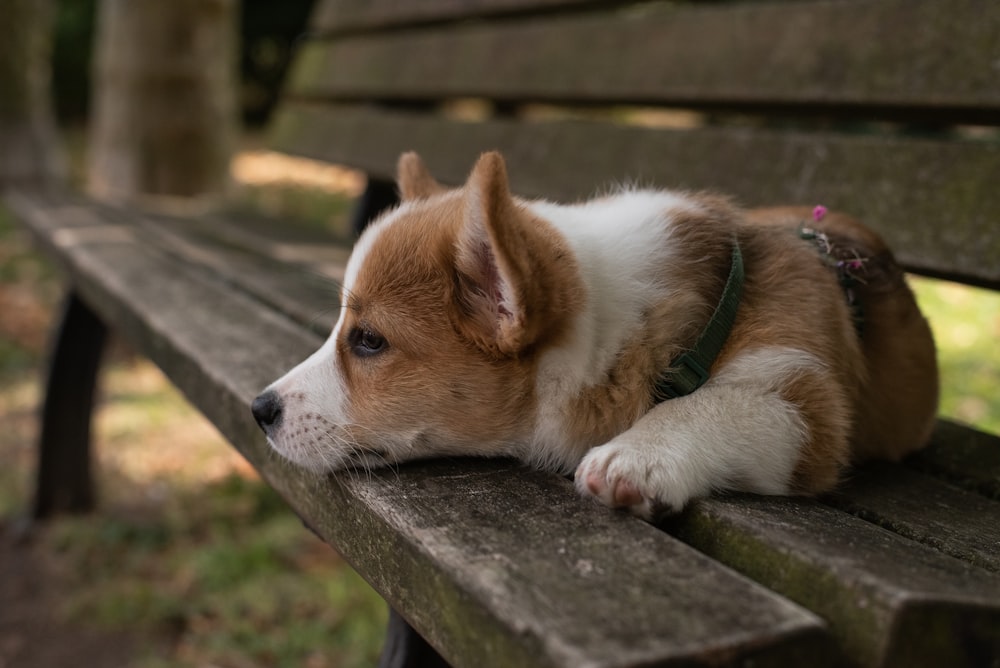 a dog lying on a bench