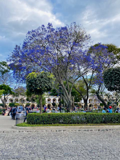 Volunteers planting trees together in a sunny park in Concepción de Buenos Aires, Jalisco.
