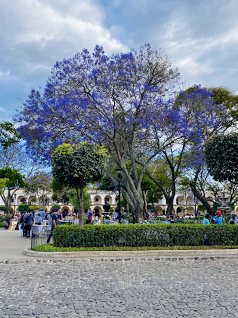 Volunteers planting trees together in a sunny park in Concepción de Buenos Aires, Jalisco.