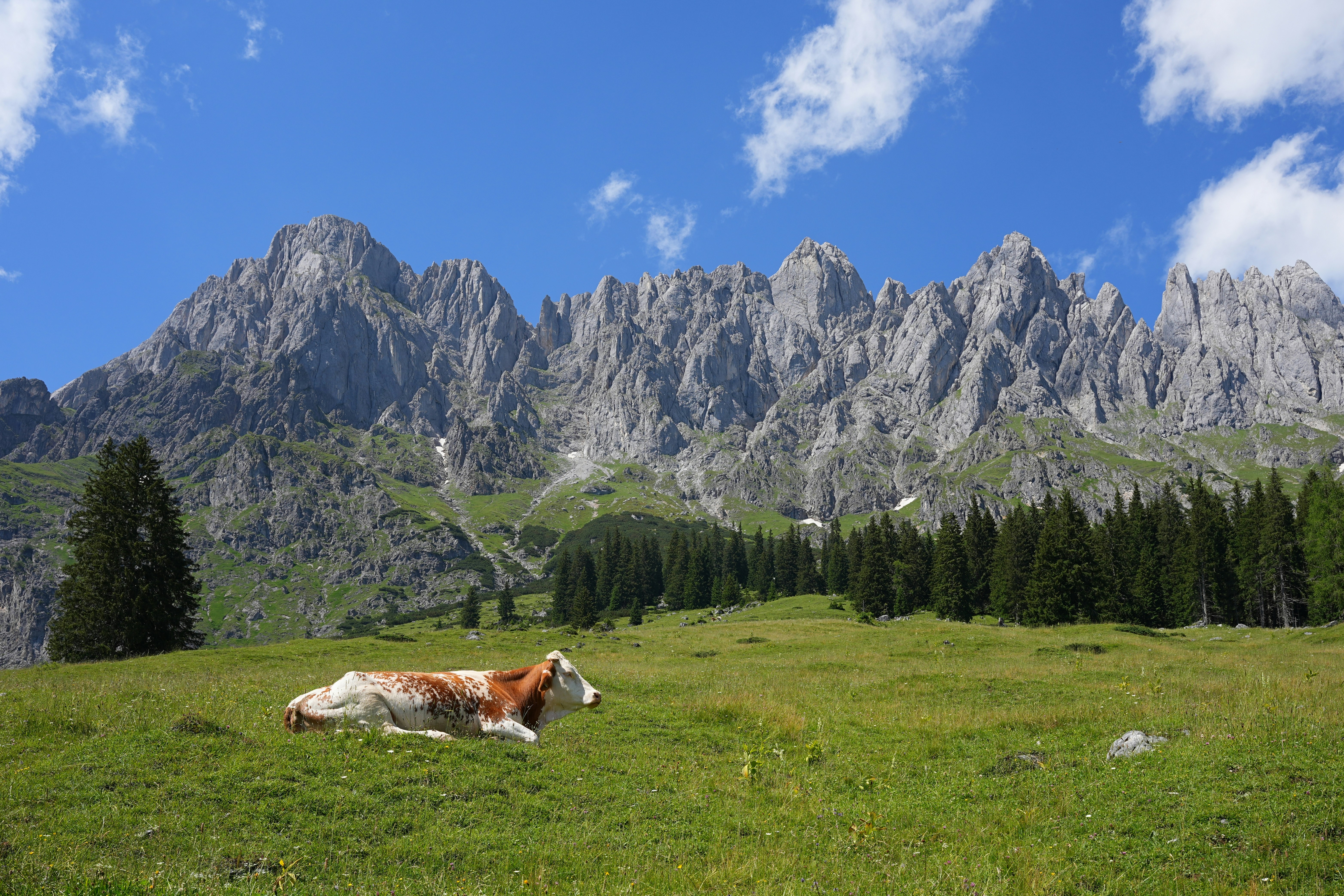 a cow laying in a field