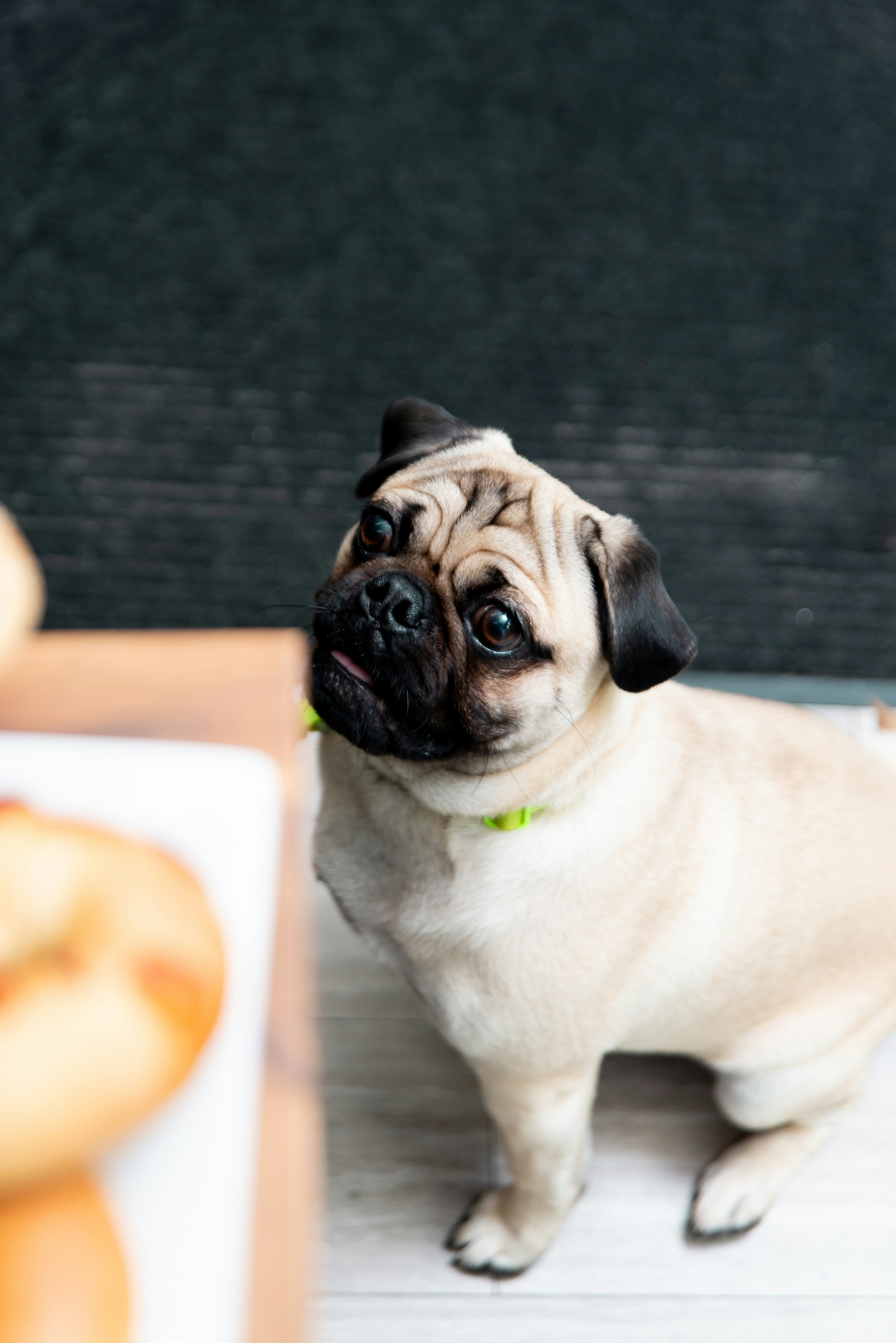 Порода собак немецкий дог