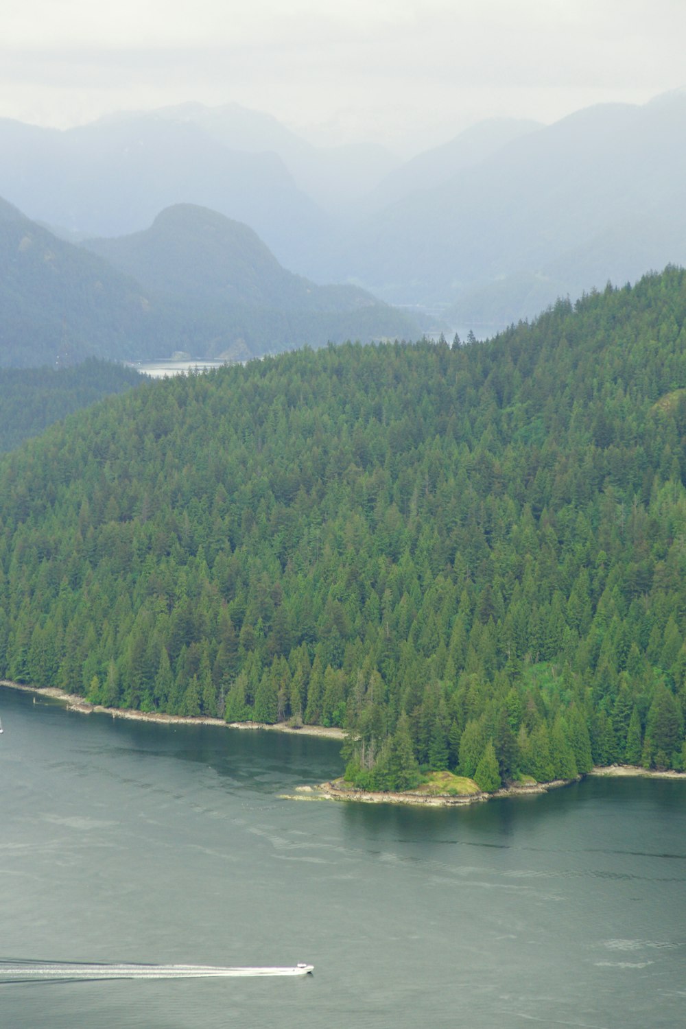 a large forest on a lake