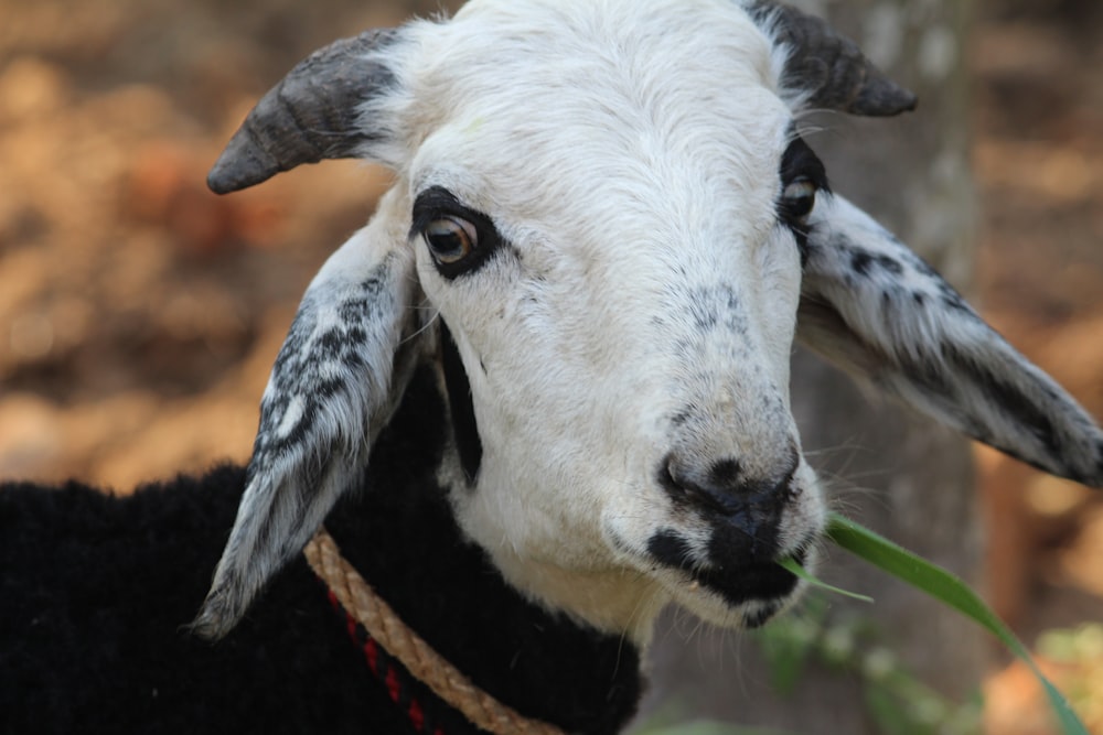 a white goat with black ears