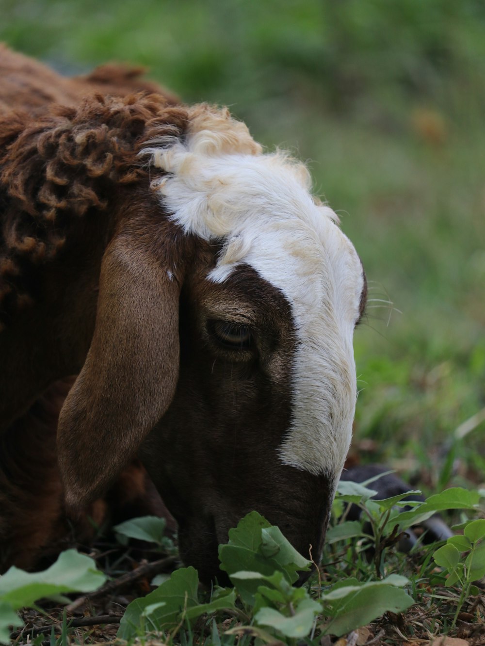 a brown and white goat