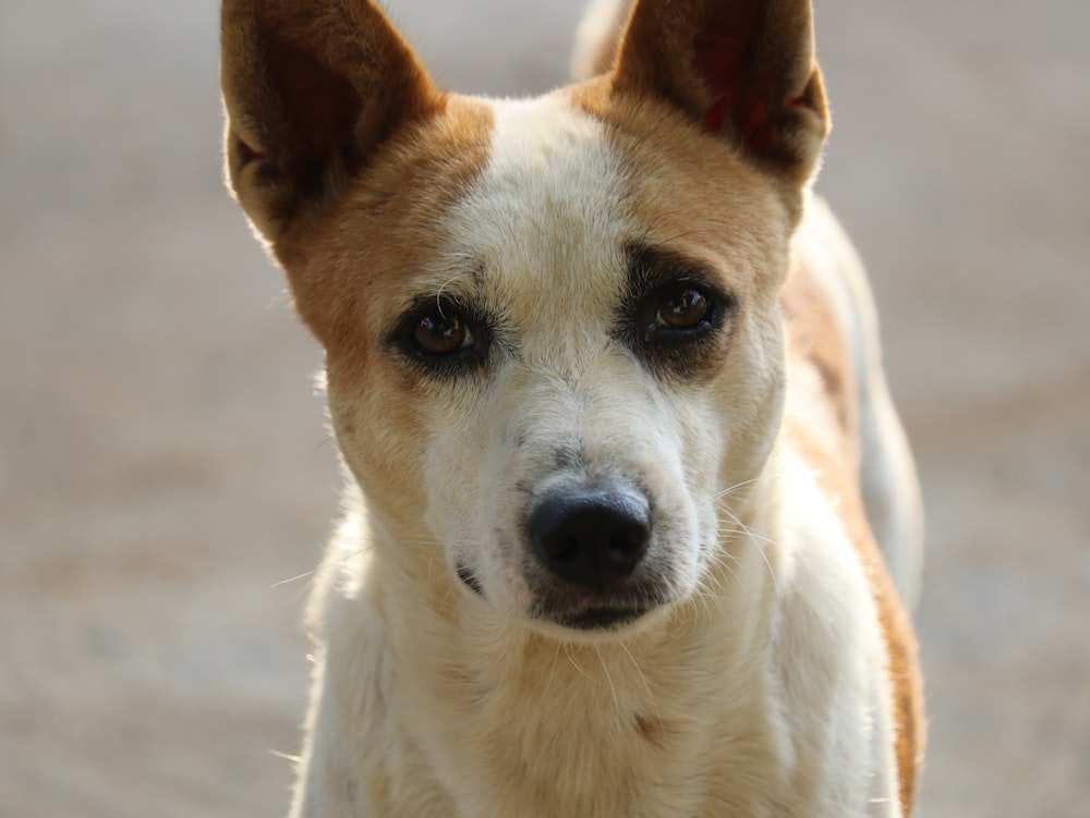 a dog looking at the camera