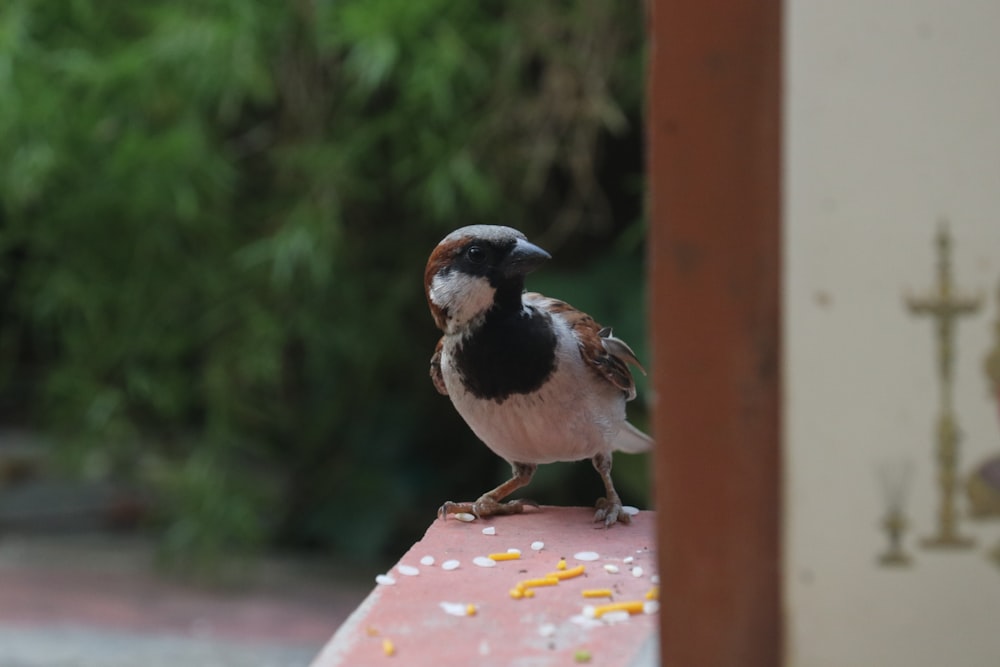 a small bird on a bird feeder