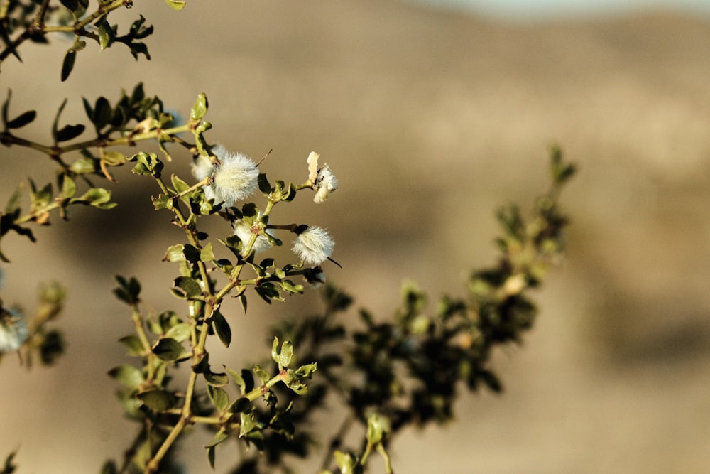 a close up of a plant