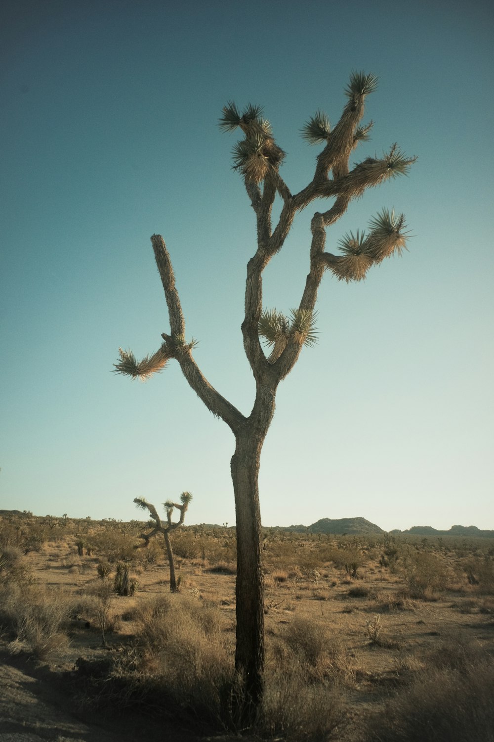 un arbre dans un désert avec le parc national de Joshua Tree en arrière-plan