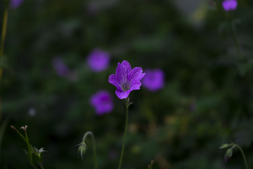 una flor púrpura con hojas verdes