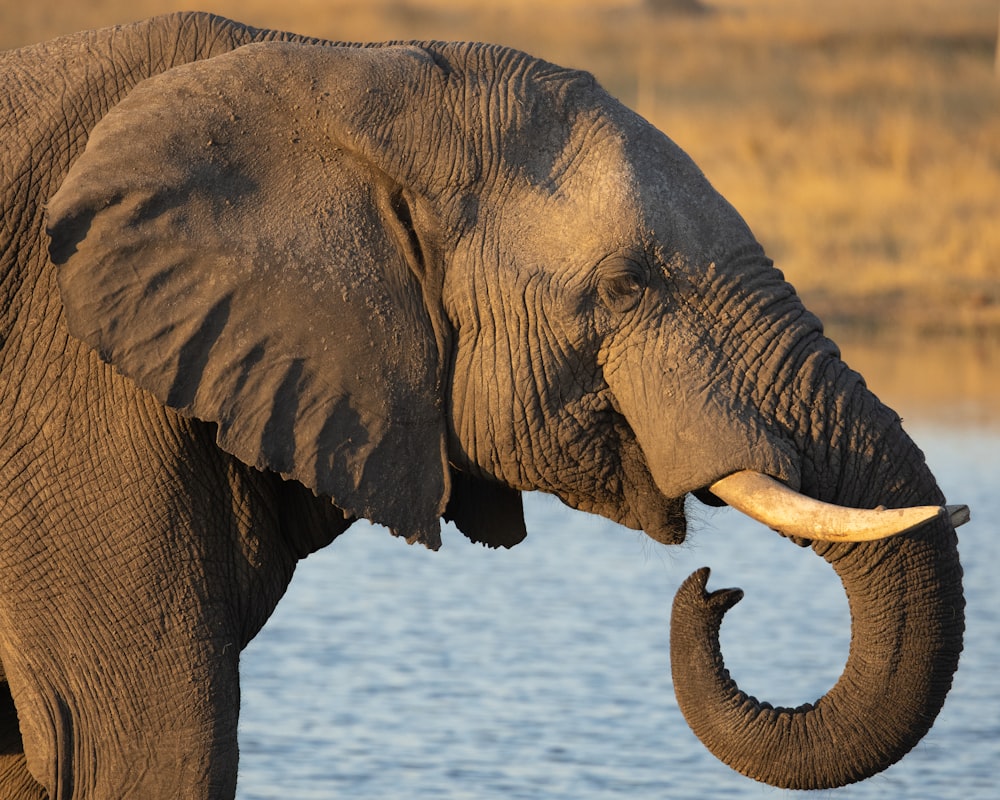 an elephant with tusks