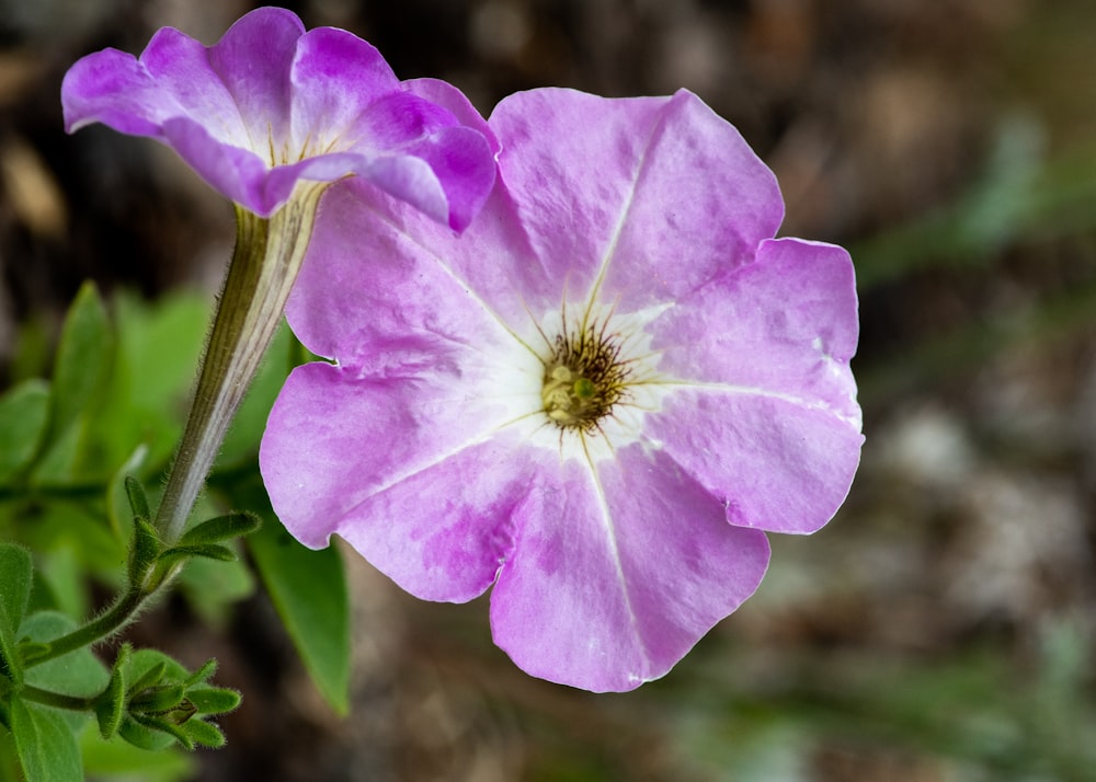 a close up of a flower