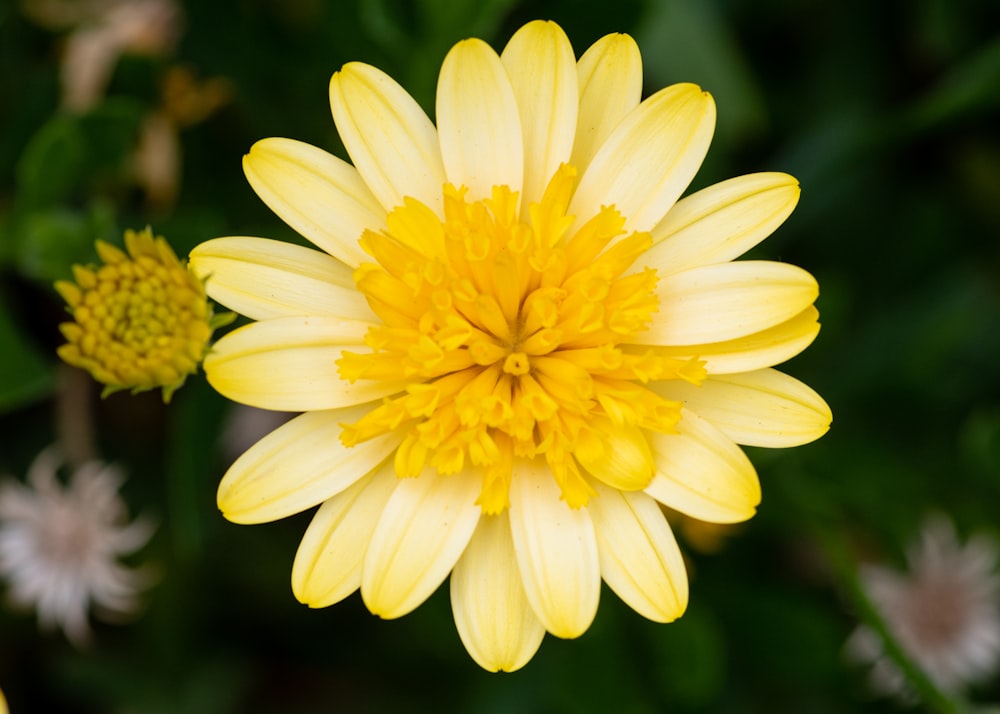 a close up of a flower