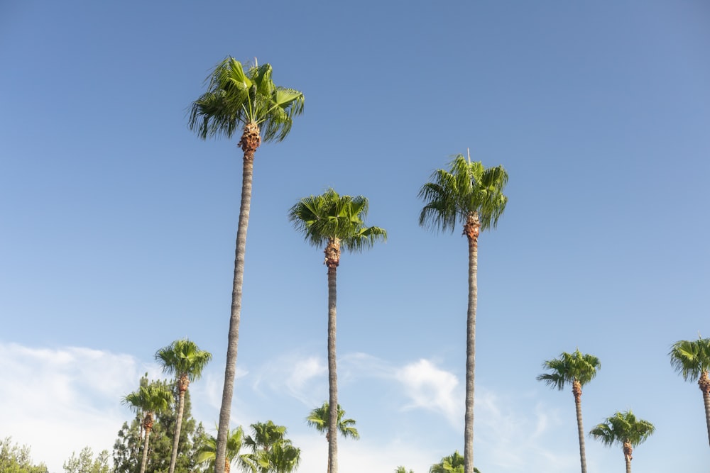 a group of palm trees