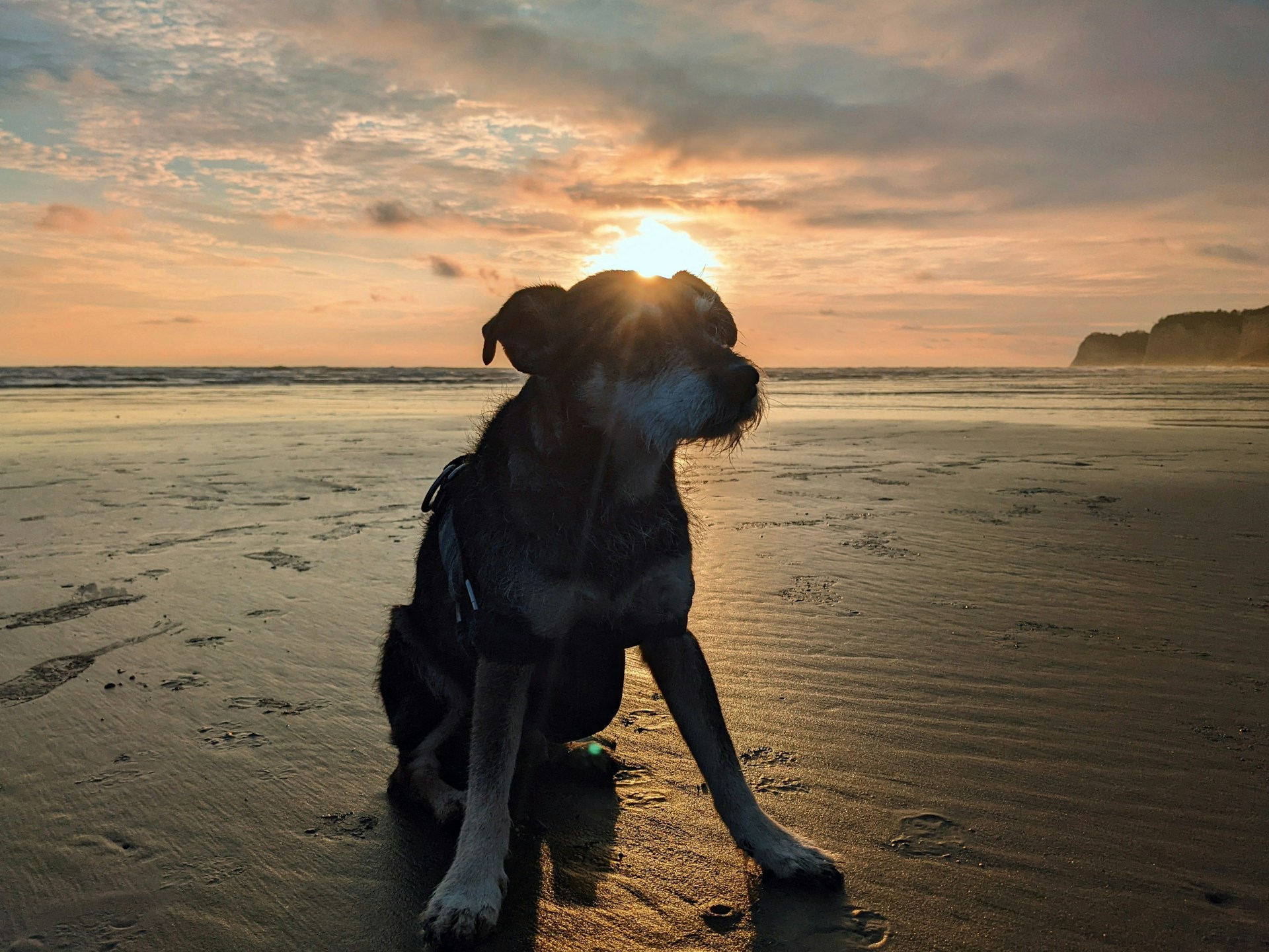 A peaceful moment of a dog enjoying a scenic beach day, sitting calmly on the sand with gentle waves in the background and a warm, golden sunset.