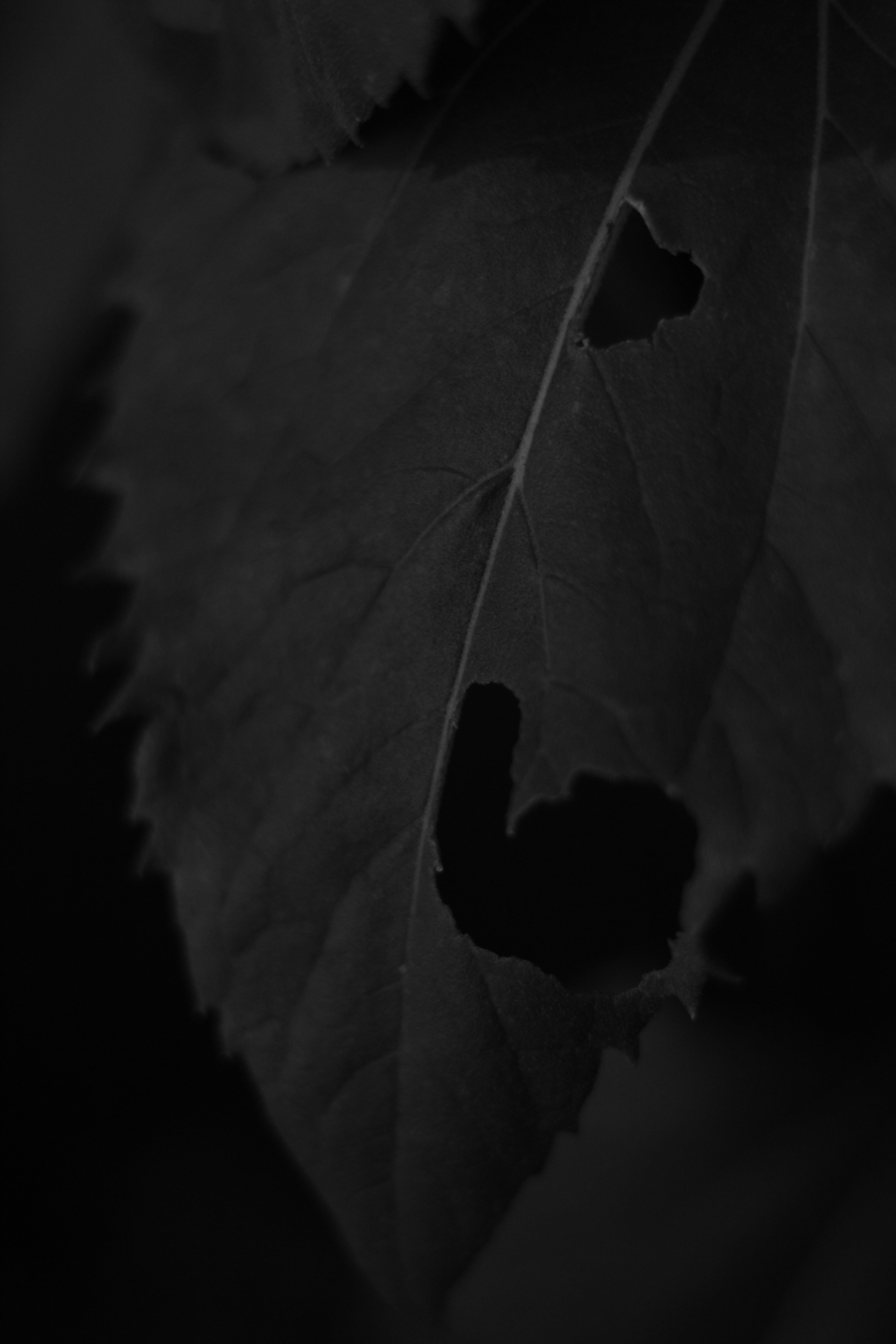 Photo by djburkephotography