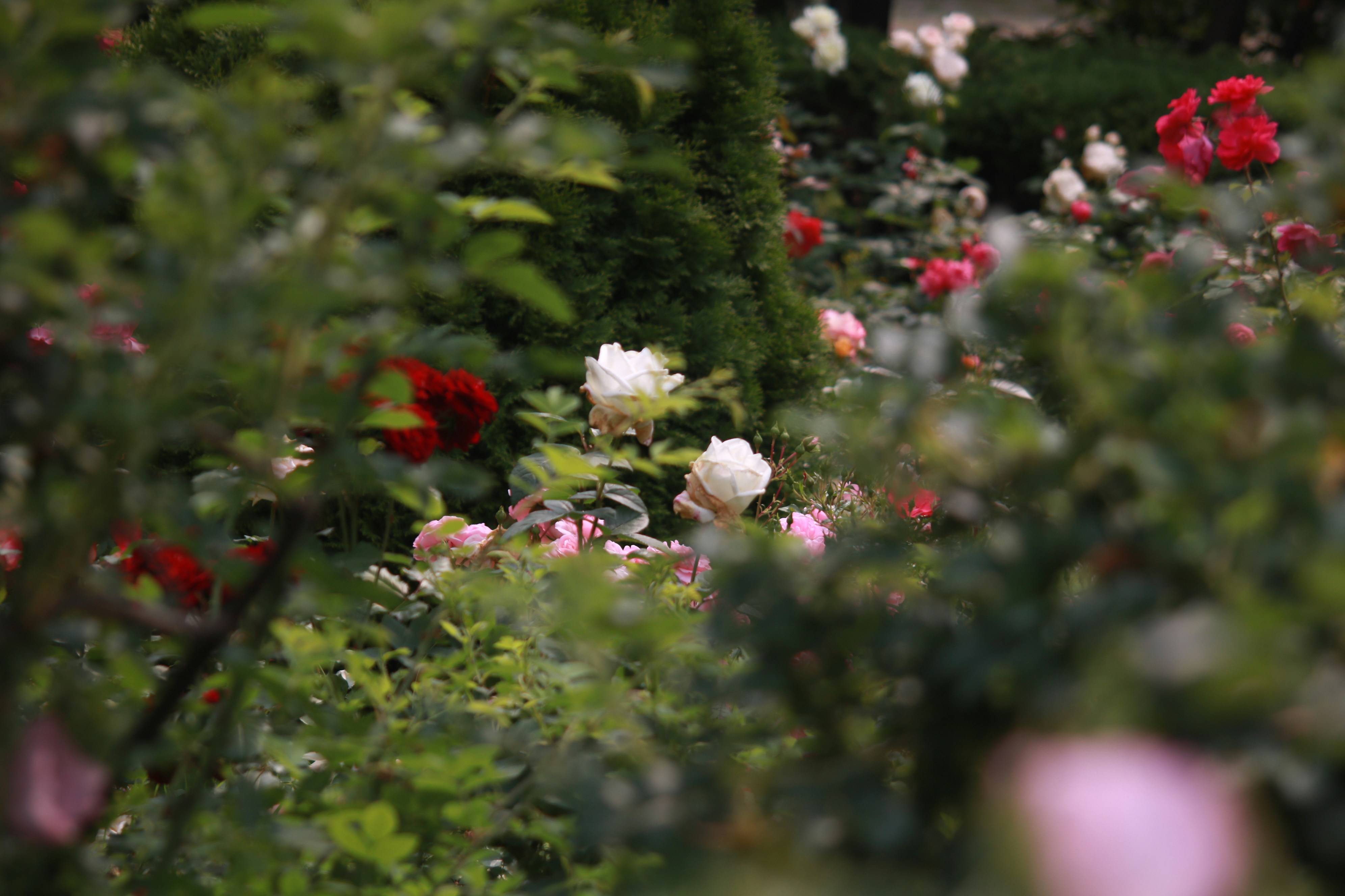 Photo by normal_guitarist