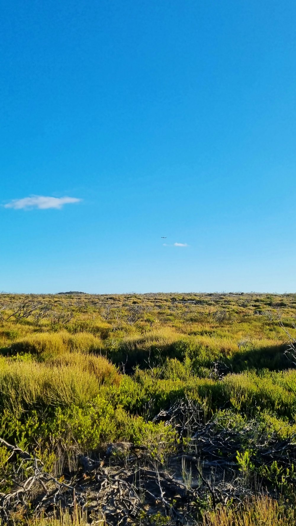 a grassy area with blue sky