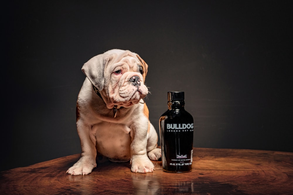 a dog sitting next to a bottle