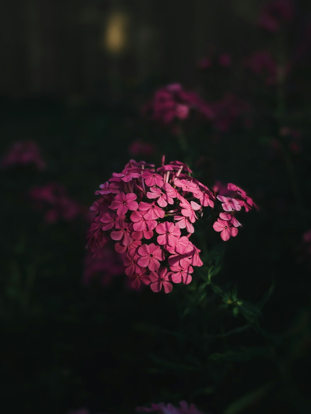 a close up of a flower