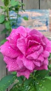 Cuadro 3D Rosa