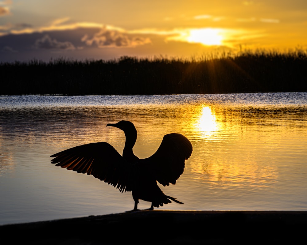 a bird walking on the shore