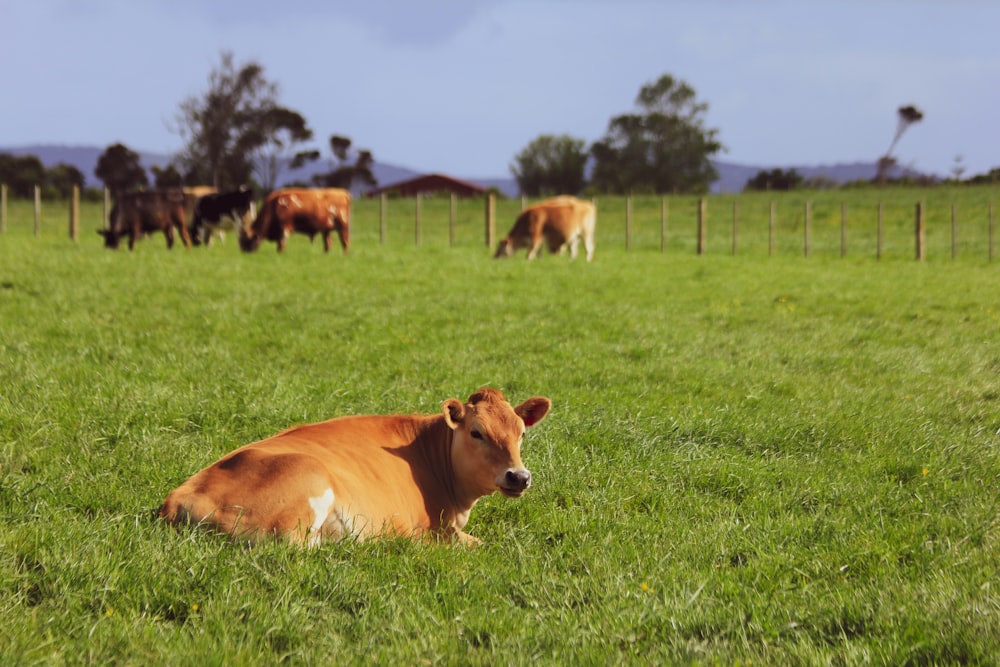 mucche che giacciono in un campo