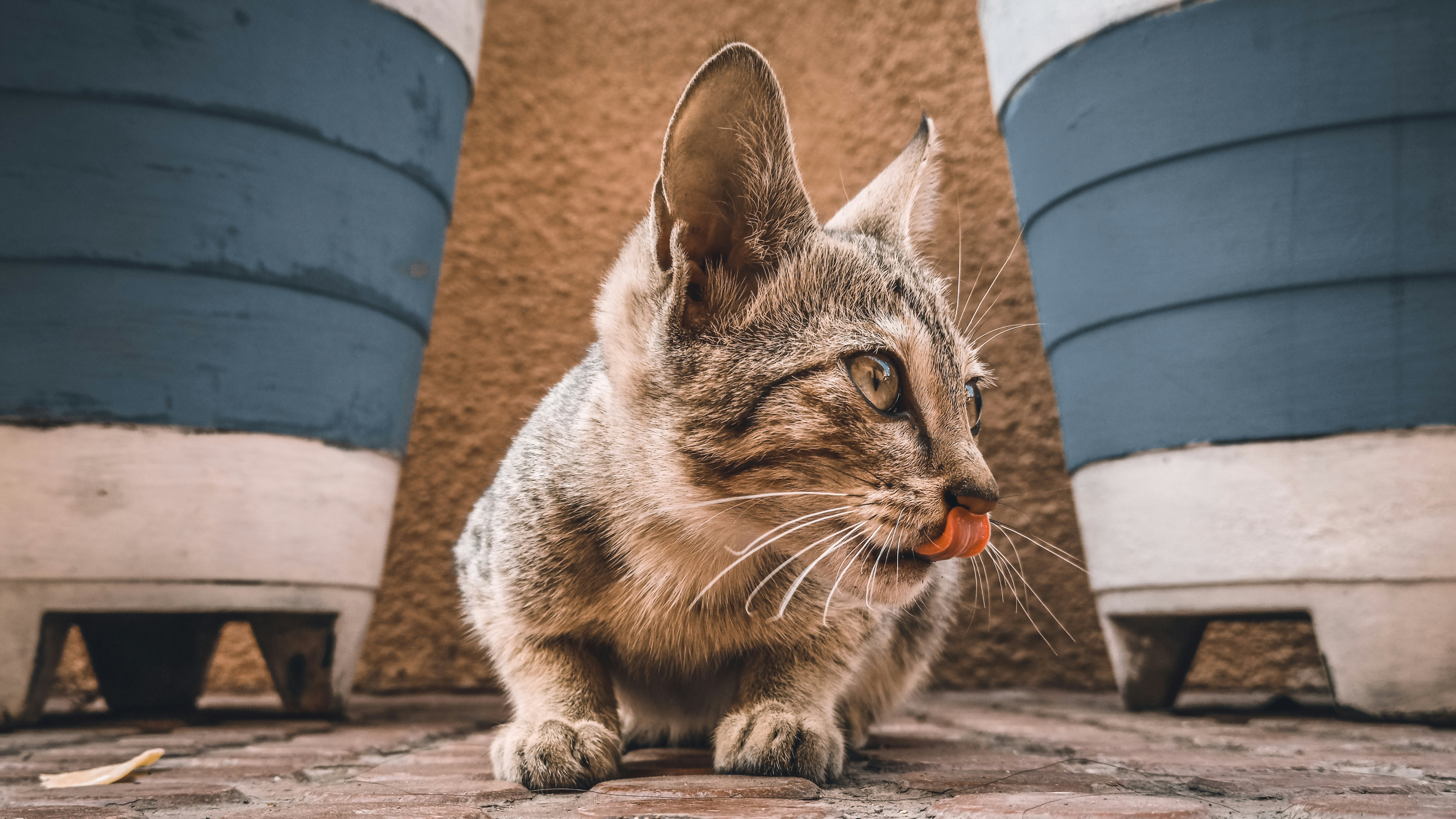 a cat sitting on the ground