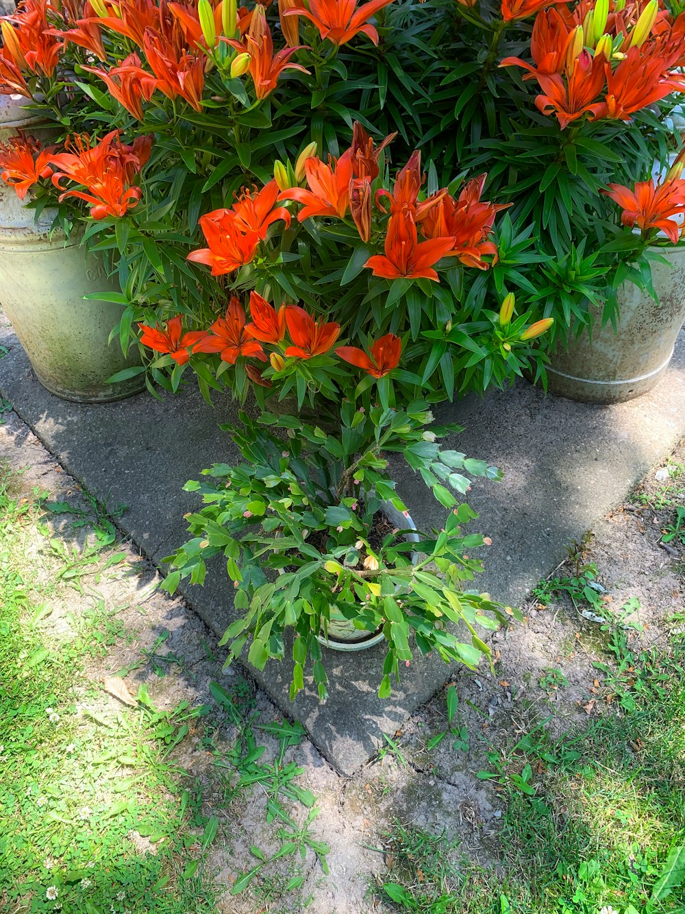 a group of flowers in a garden