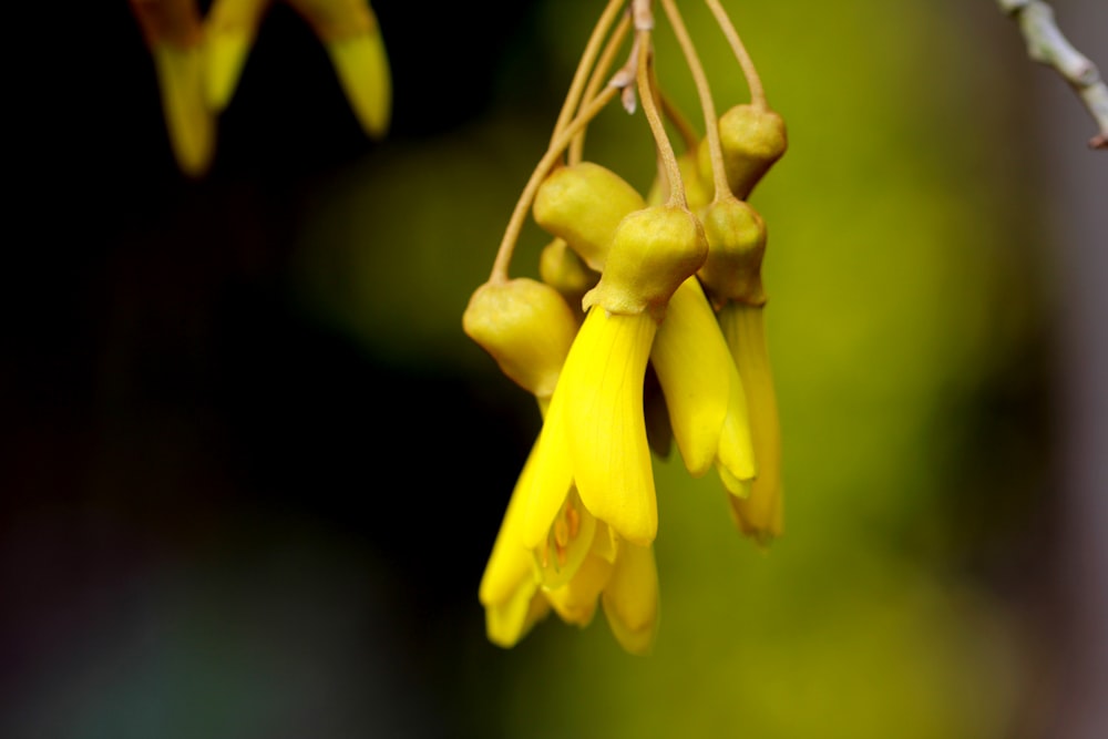 a close up of a flower