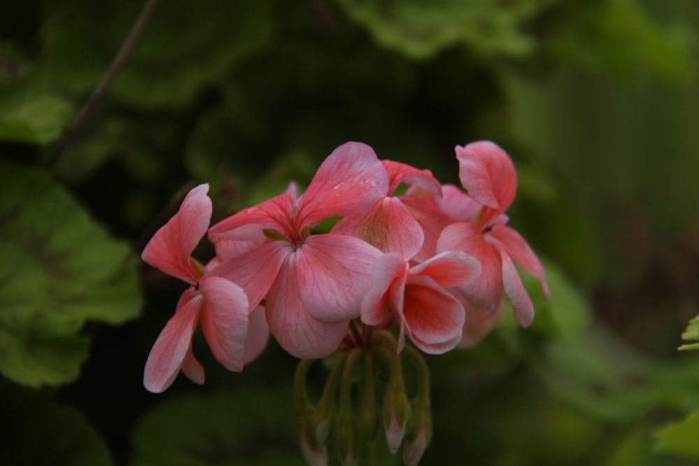 a close up of some flowers