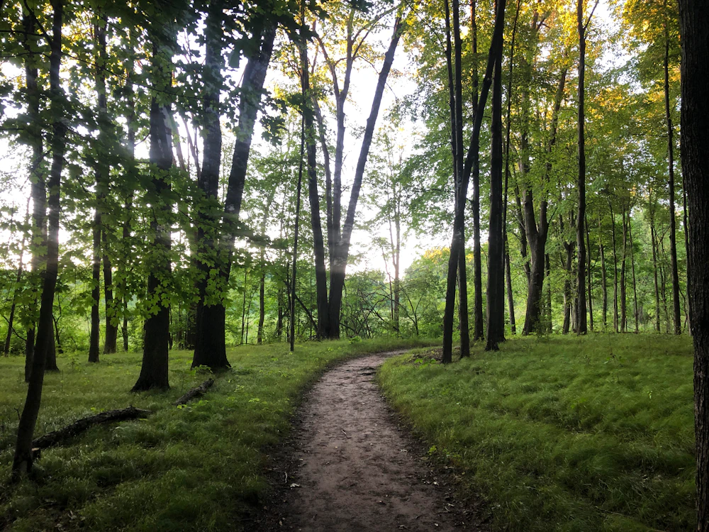 Dirt trail winding through tall trees