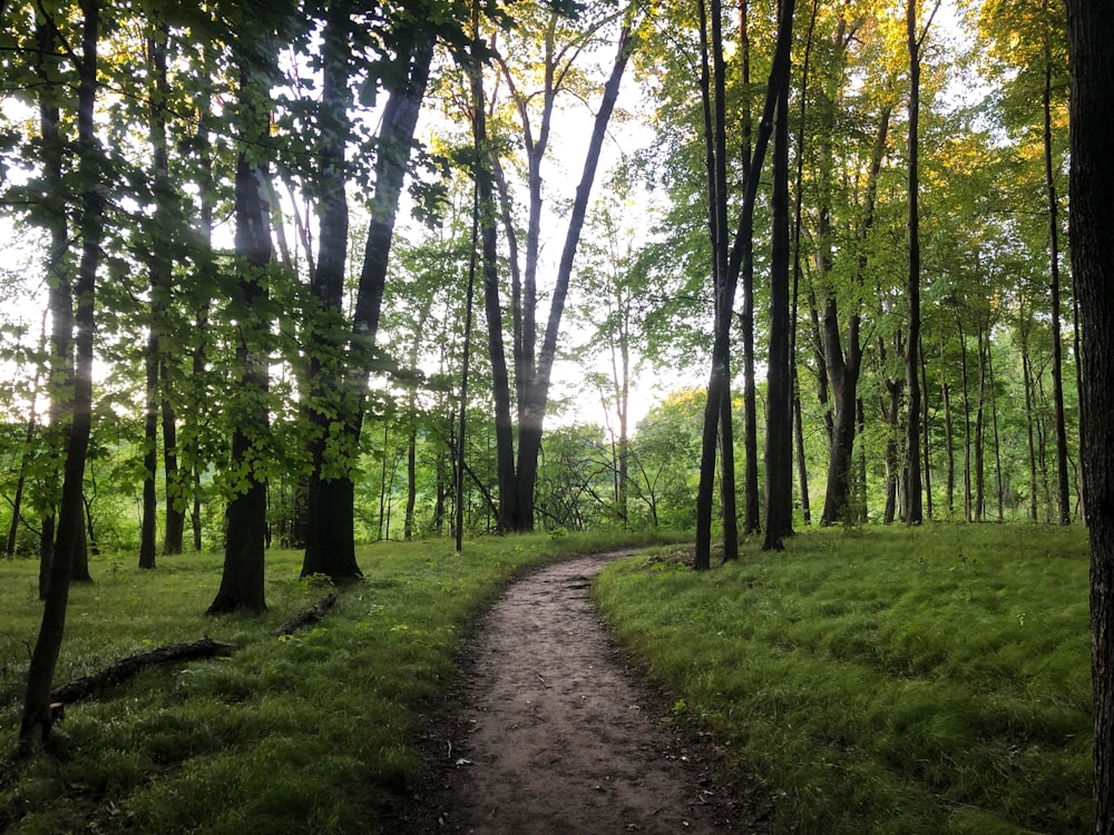 a dirt path through a forest