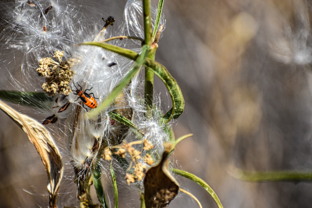 a group of ants on a plant