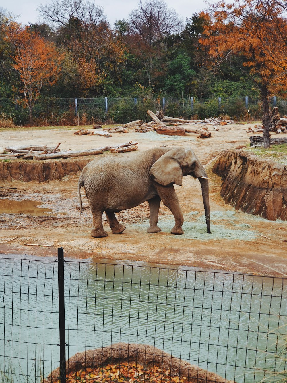 Un elefante en una exhibición de zoológico