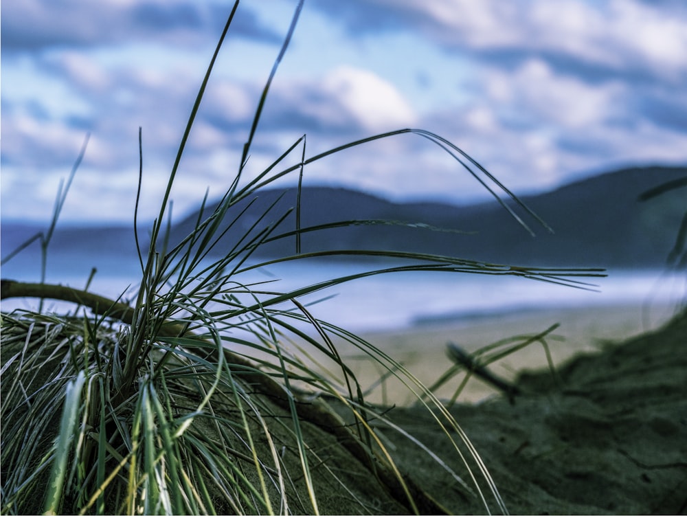 close-up of a grass field