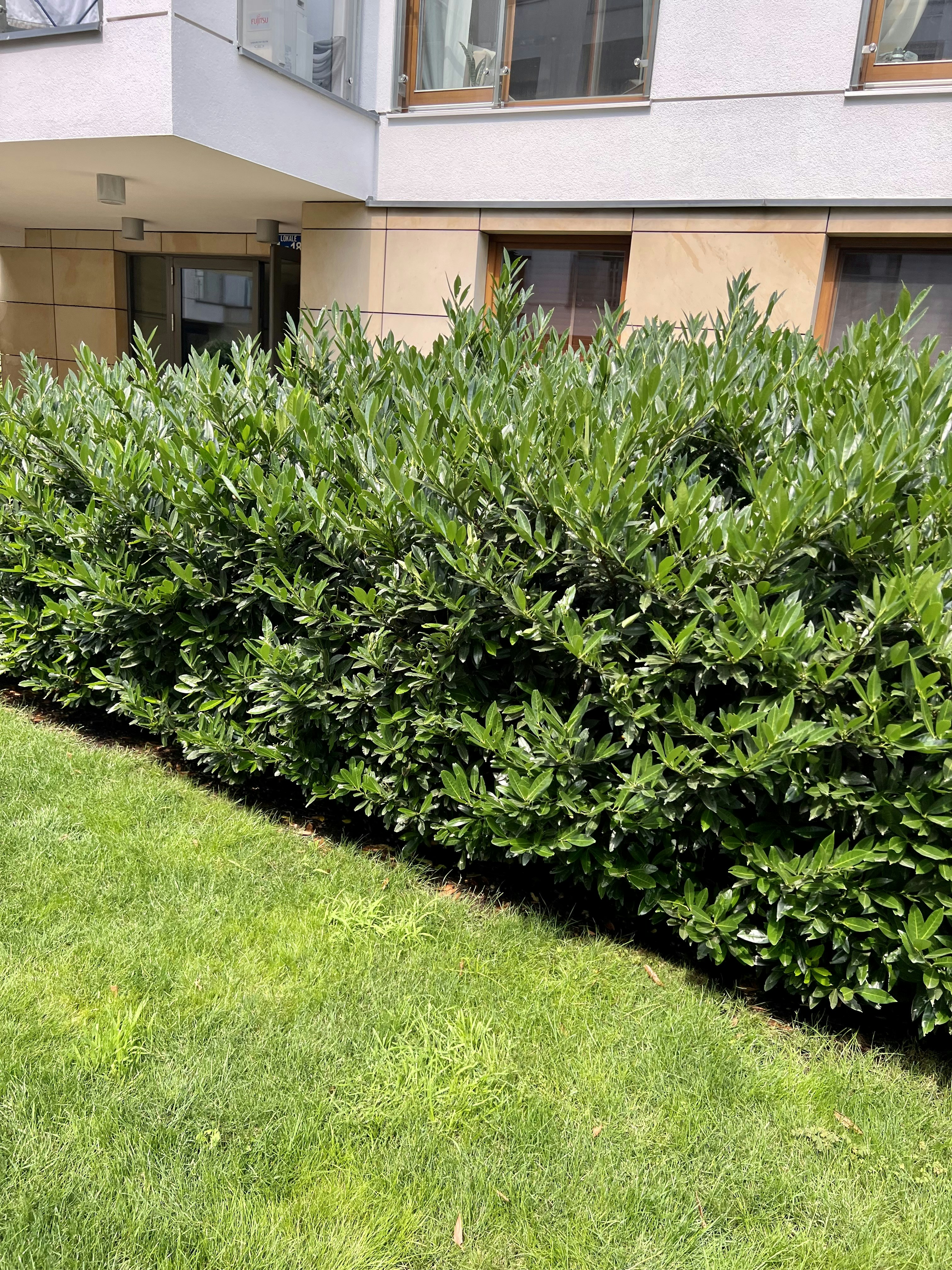 Commercial property with freshly cut grass beside an office building