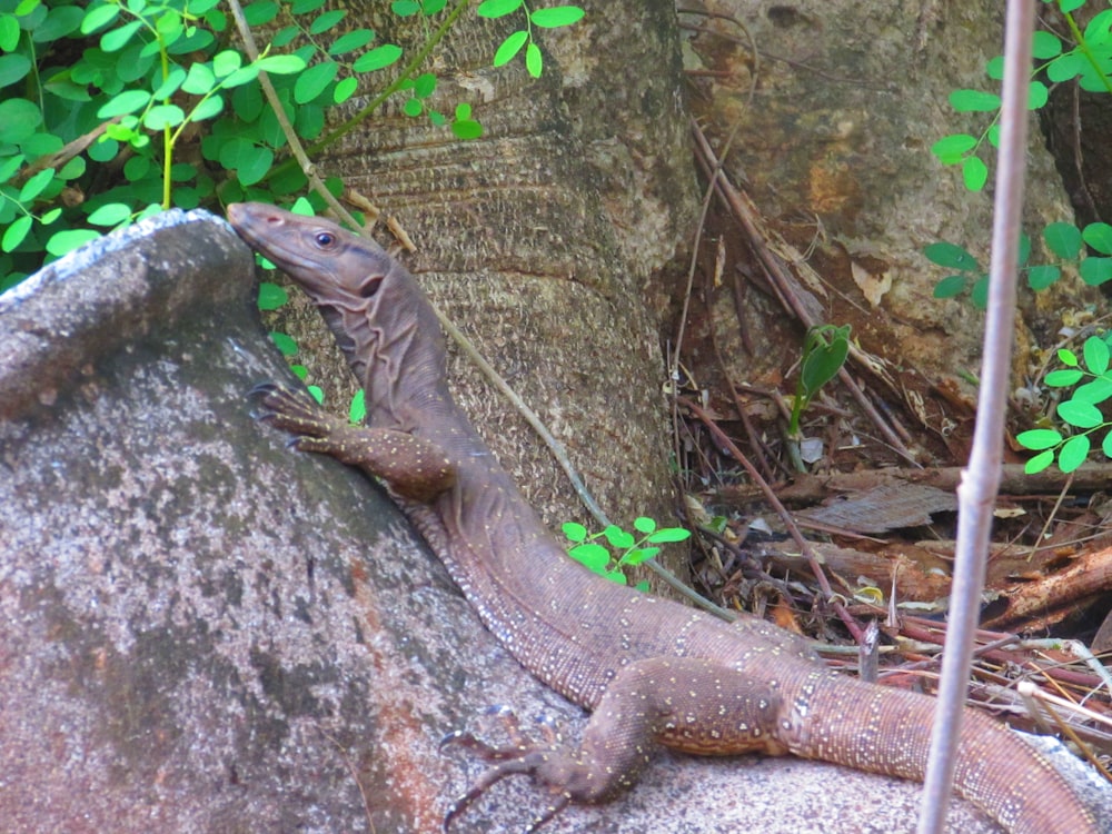 Un lézard sur un rocher