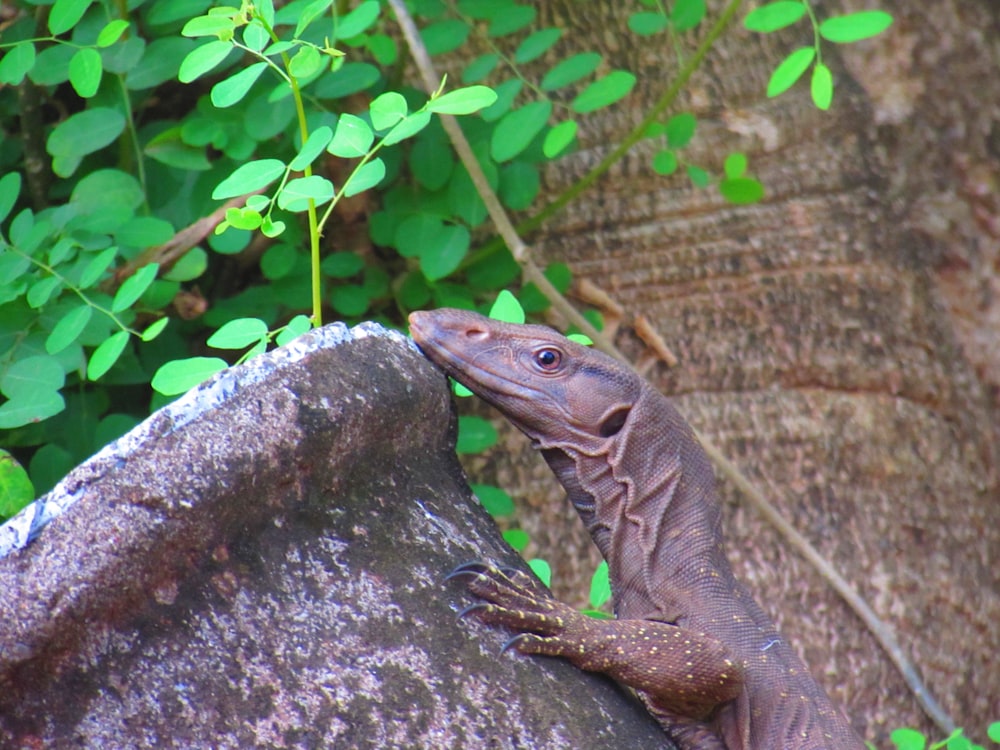 a lizard on a rock