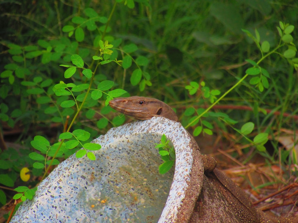 um lagarto em uma rocha