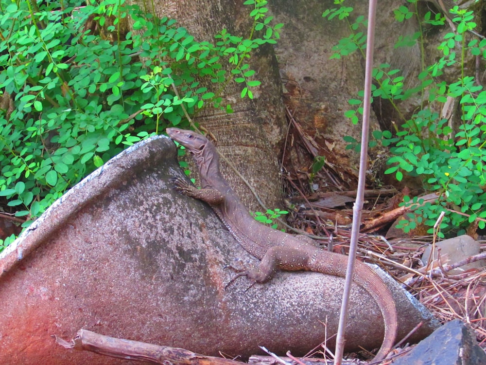 a lizard on a rock