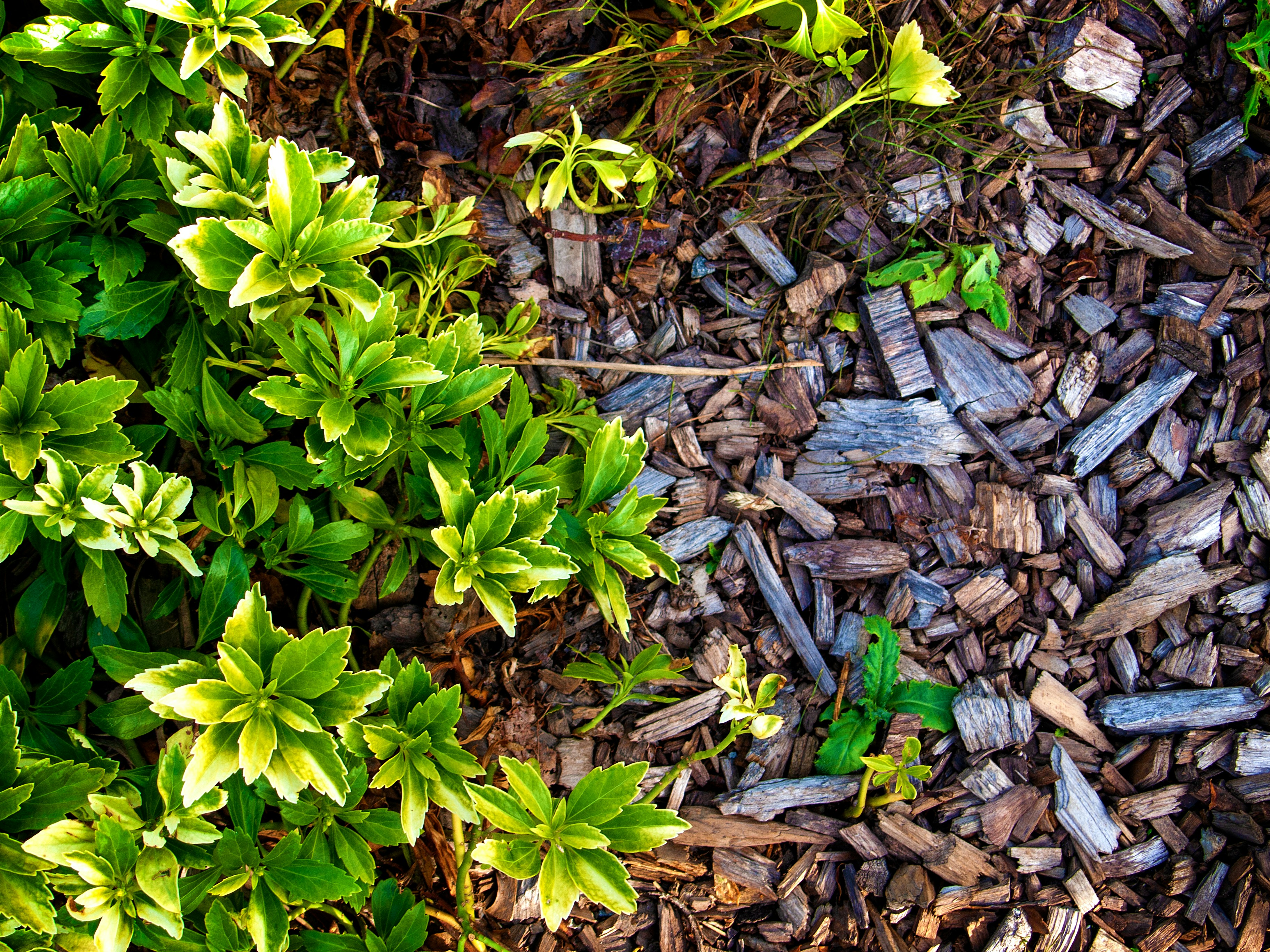 Hardwood mulch (3" deep, 3 ft wide)