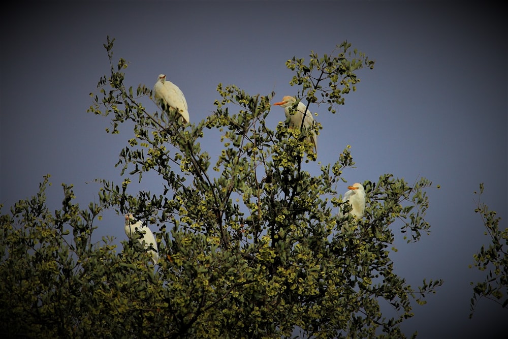 birds on a tree