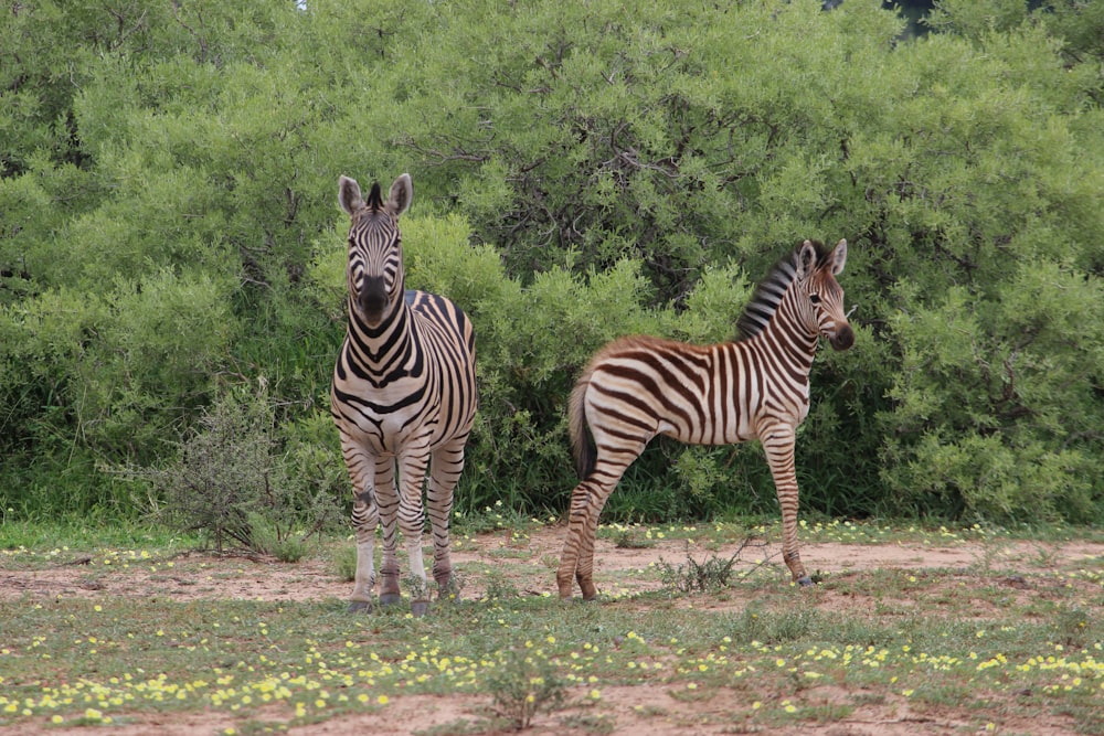 zebras standing in the grass